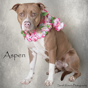 Aspen, an adoptable Pit Bull Terrier, Mixed Breed in Ruidoso, NM, 88345 | Photo Image 2