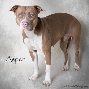 Aspen, an adoptable Pit Bull Terrier, Mixed Breed in Ruidoso, NM, 88345 | Photo Image 3