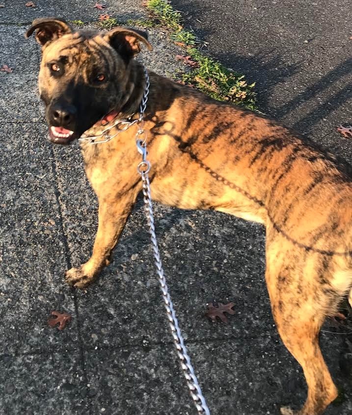 Scout, an adoptable Mastiff in Brookings, OR, 97415 | Photo Image 1
