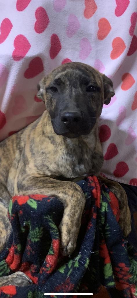 Scout, an adoptable Mastiff in Brookings, OR, 97415 | Photo Image 2