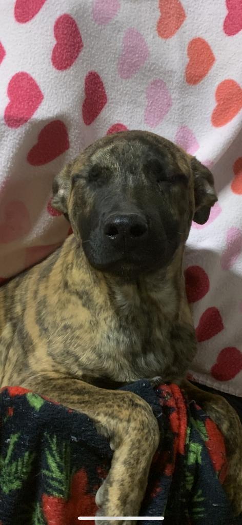 Scout, an adoptable Mastiff in Brookings, OR, 97415 | Photo Image 3