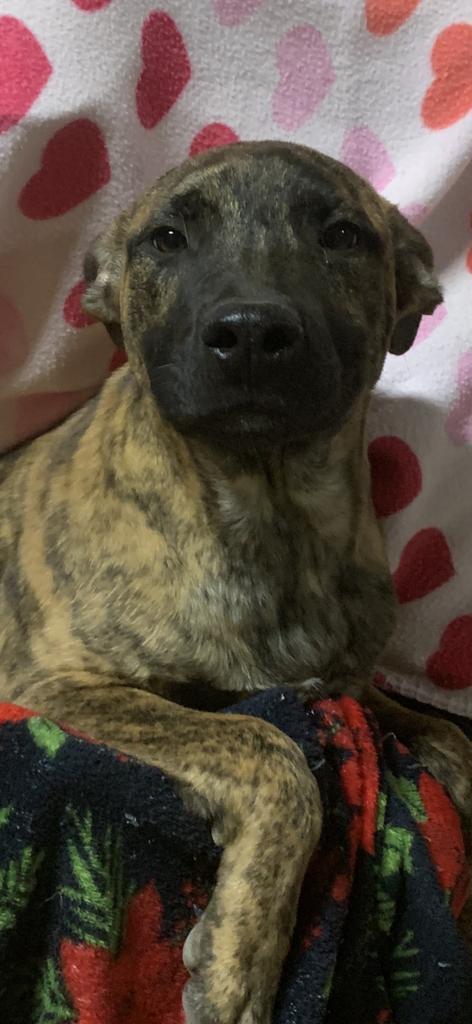 Scout, an adoptable Mastiff in Brookings, OR, 97415 | Photo Image 4