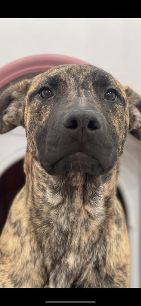 Scout, an adoptable Mastiff in Brookings, OR, 97415 | Photo Image 5