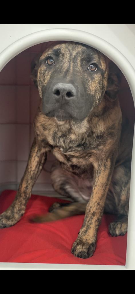 Scout, an adoptable Mastiff in Brookings, OR, 97415 | Photo Image 6