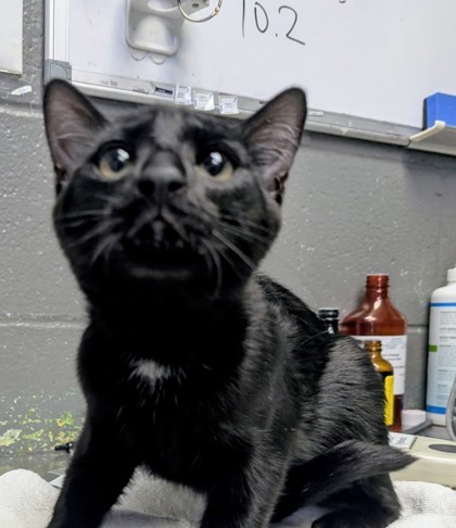 Toothless