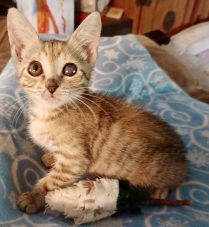 Catalina