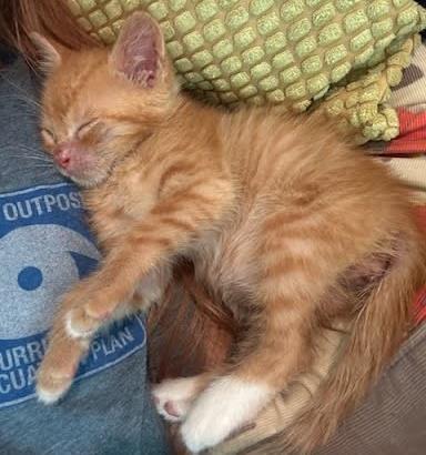 Puffball