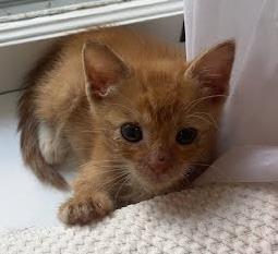 Puffball thumbnail 3