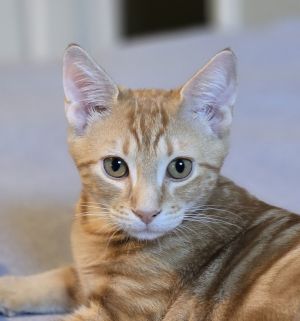 Kaladin, Young Male unknown