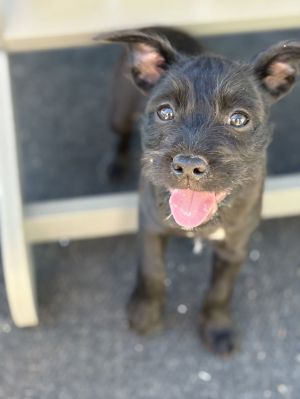 Mocha, Baby Female unknown