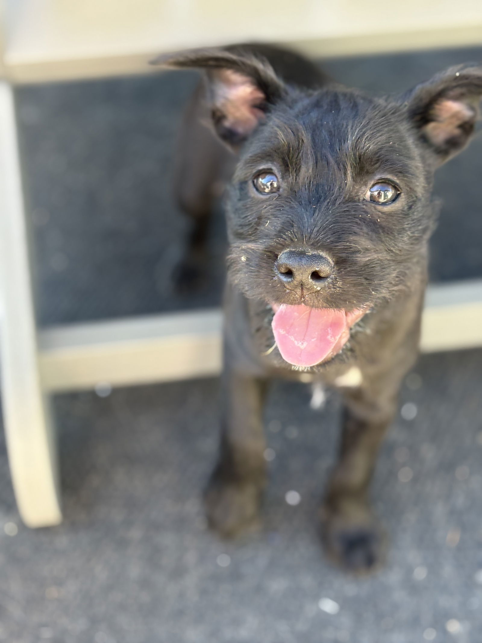 Mocha, an adoptable Havanese, French Bulldog in San Diego, CA, 92115 | Photo Image 1