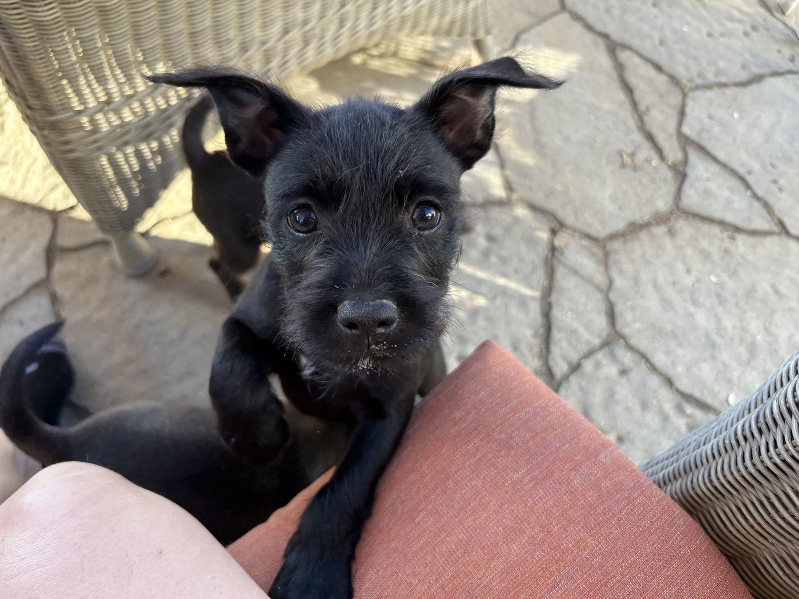 Mocha, an adoptable Havanese, French Bulldog in San Diego, CA, 92115 | Photo Image 2
