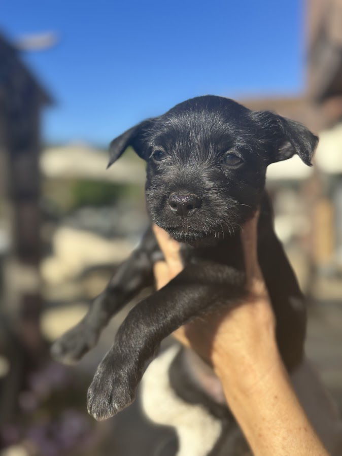 Mocha, an adoptable Havanese, French Bulldog in San Diego, CA, 92115 | Photo Image 3