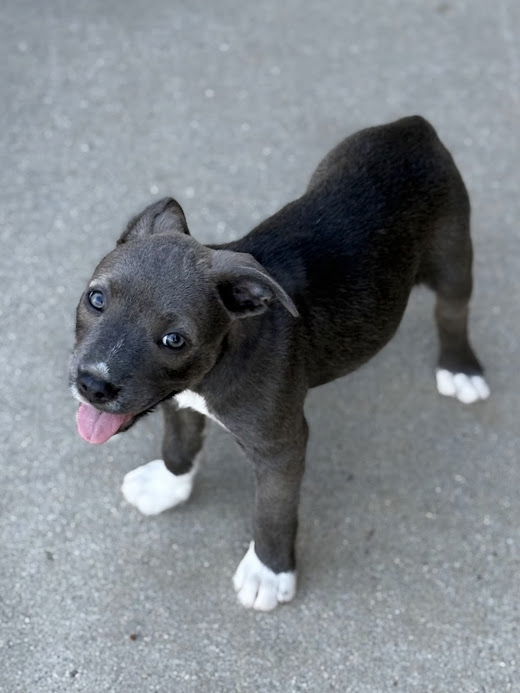 Sugar, an adoptable Havanese, French Bulldog in San Diego, CA, 92115 | Photo Image 1