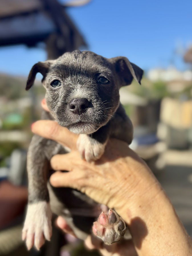 Sugar, an adoptable Havanese, French Bulldog in San Diego, CA, 92115 | Photo Image 2