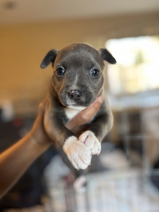 Sugar, an adoptable Havanese, French Bulldog in San Diego, CA, 92115 | Photo Image 3