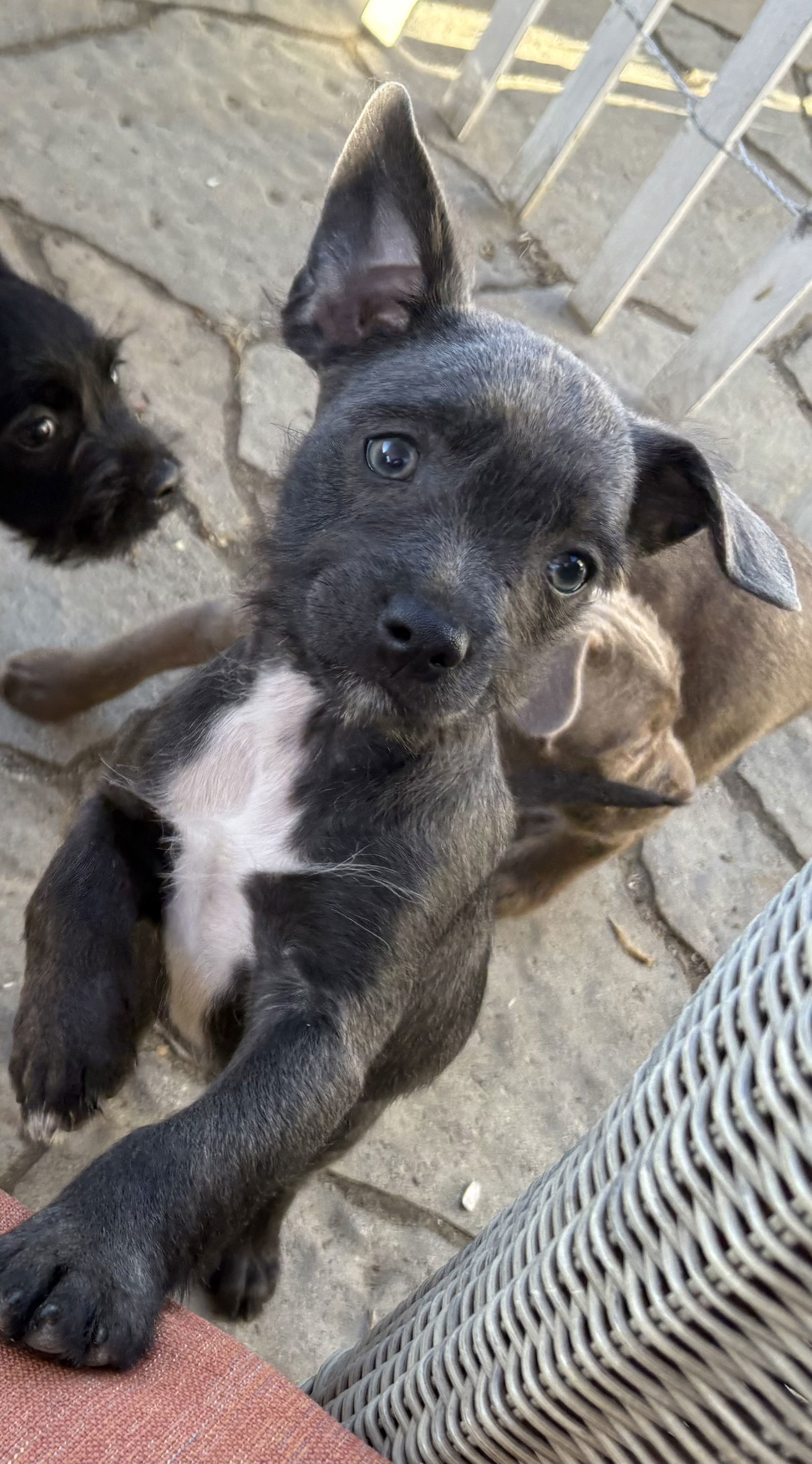 Marshmallow, an adoptable Havanese, French Bulldog in San Diego, CA, 92115 | Photo Image 1