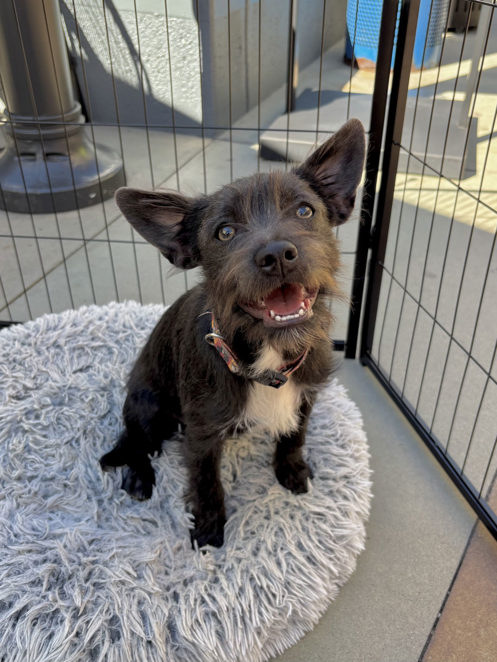 Marshmallow, an adoptable Havanese, French Bulldog in San Diego, CA, 92115 | Photo Image 1