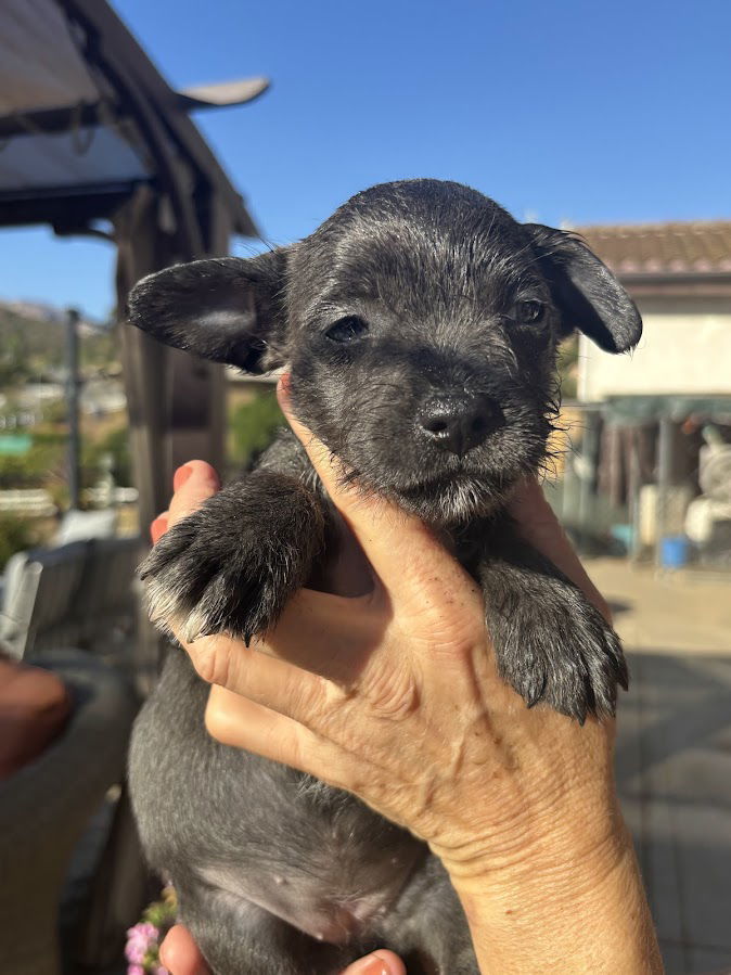 Marshmallow, an adoptable Havanese, French Bulldog in San Diego, CA, 92115 | Photo Image 2