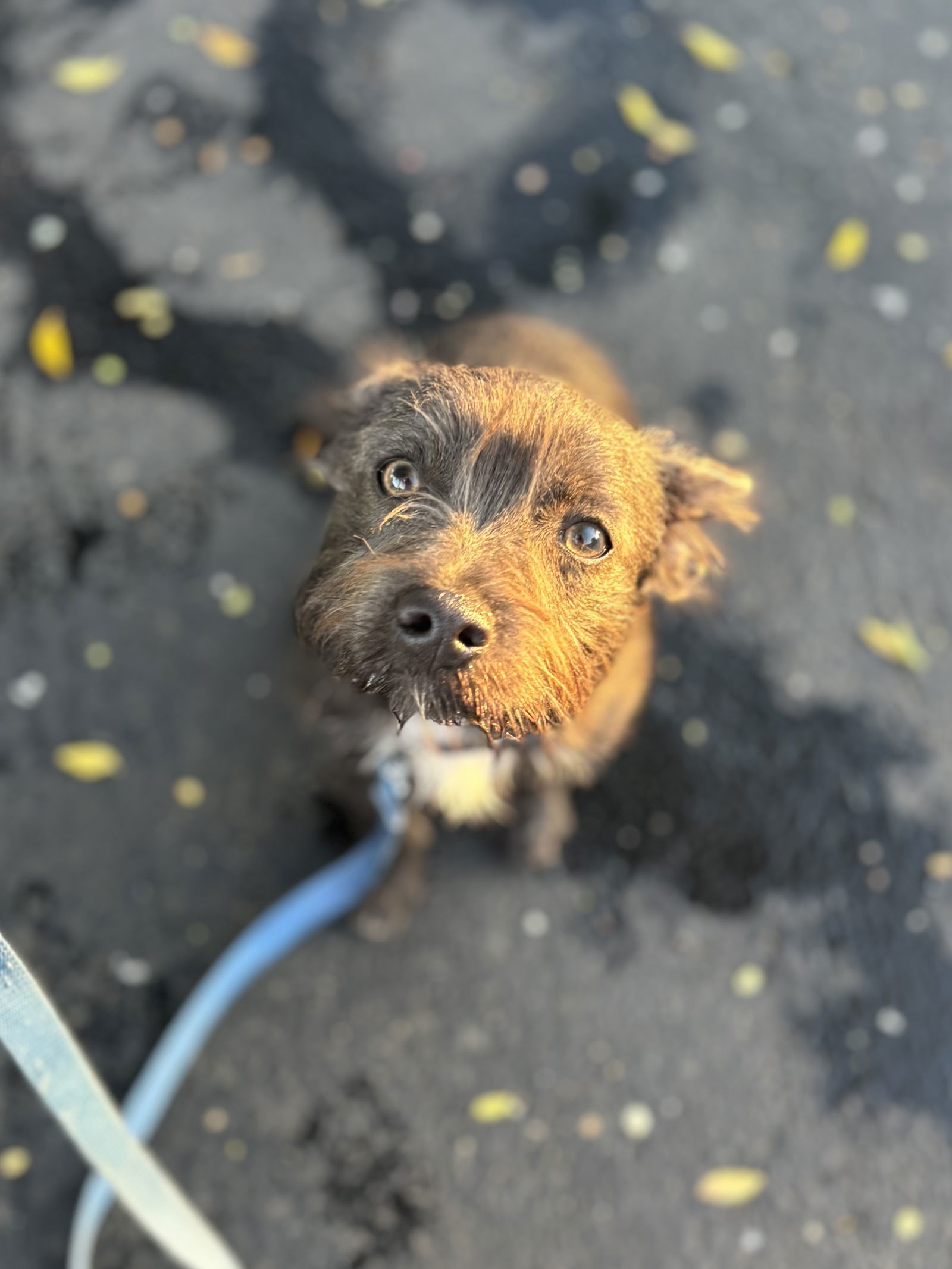 Marshmallow, an adoptable Havanese, French Bulldog in San Diego, CA, 92115 | Photo Image 2