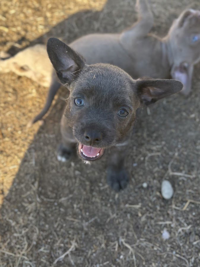 Marshmallow, an adoptable Havanese, French Bulldog in San Diego, CA, 92115 | Photo Image 3