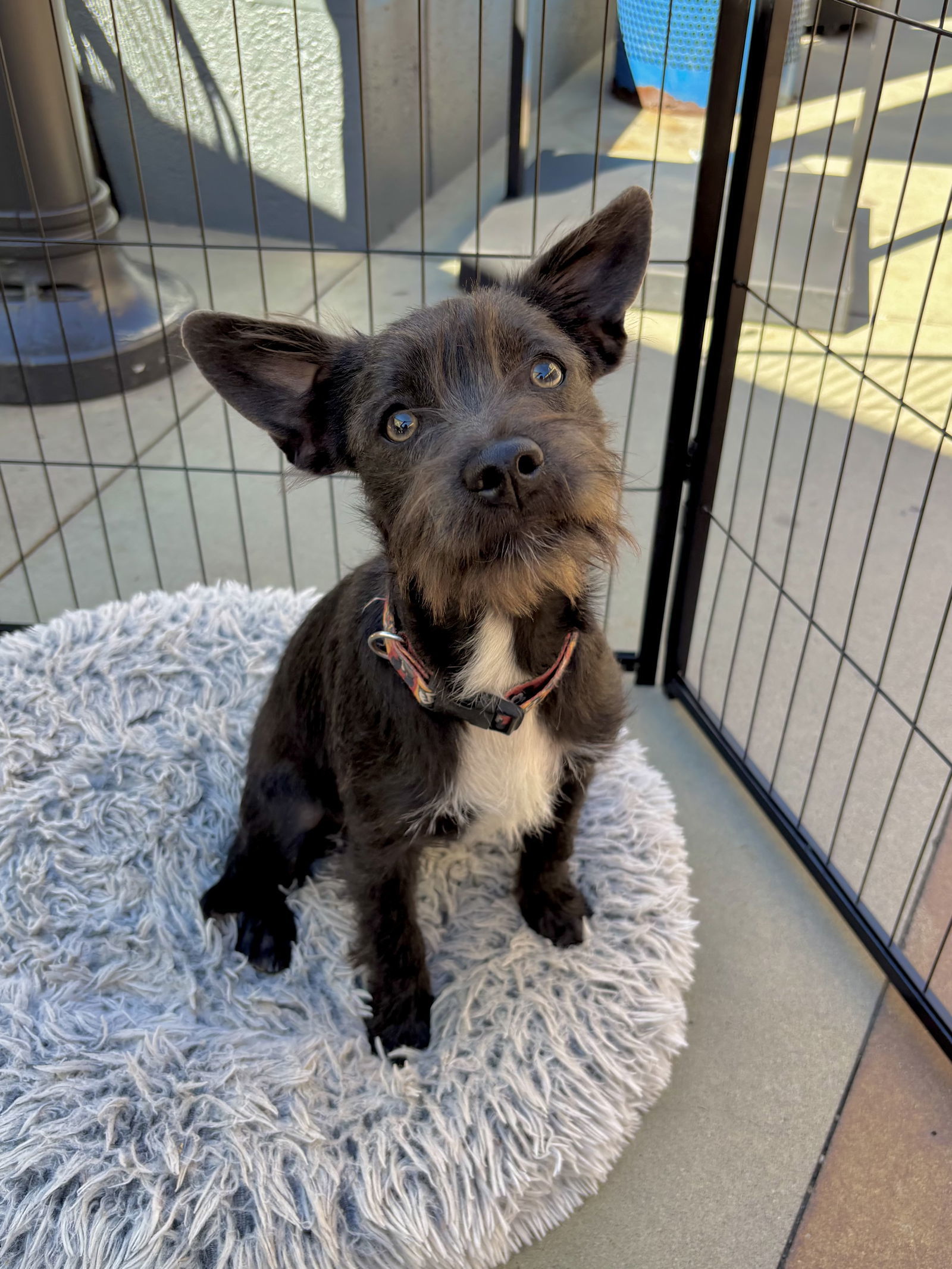 Marshmallow, an adoptable Havanese, French Bulldog in San Diego, CA, 92115 | Photo Image 3
