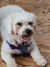Tommie photo 1