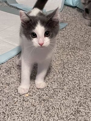 Jagger, Baby Male unknown
