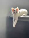 Bandit photo 1