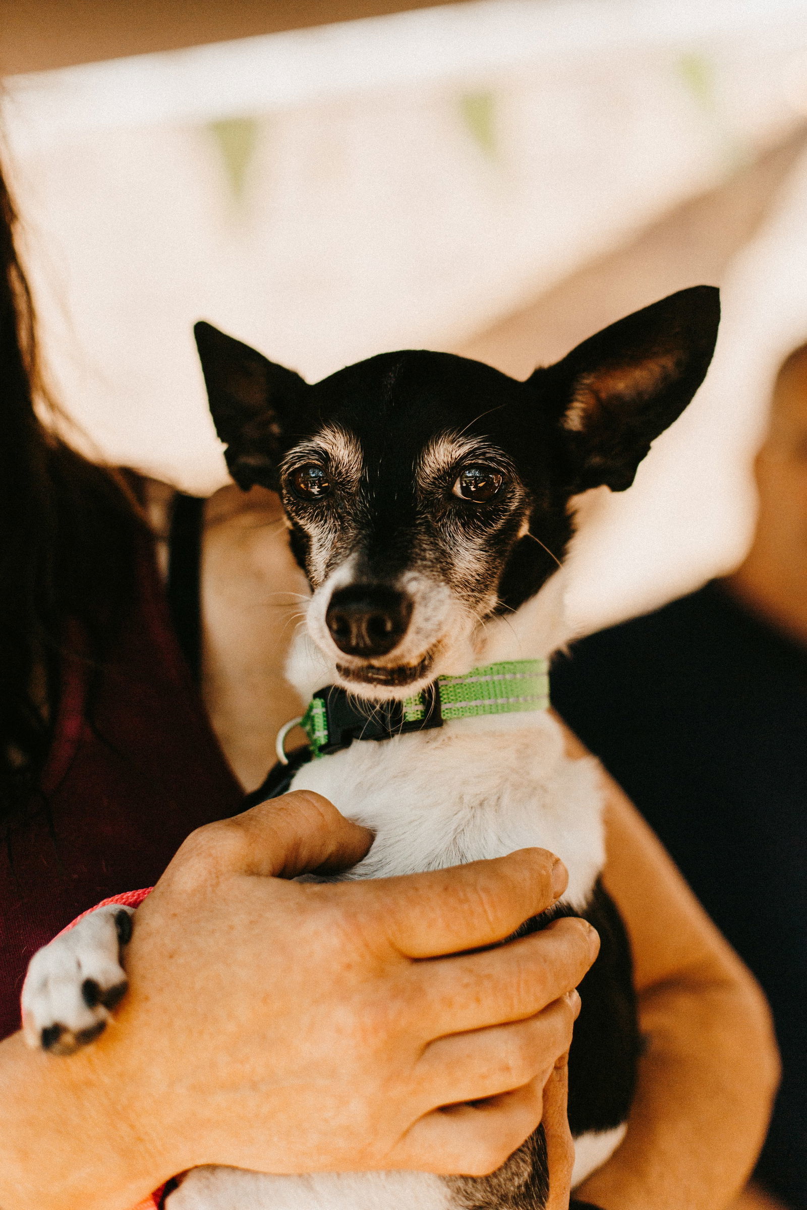 Sweetie, an adoptable Jack Russell Terrier in Saint Cloud, MN, 56303 | Photo Image 1