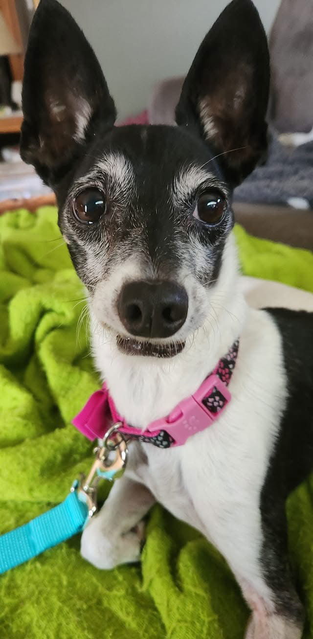 Sweetie, an adoptable Jack Russell Terrier in Saint Cloud, MN, 56303 | Photo Image 2