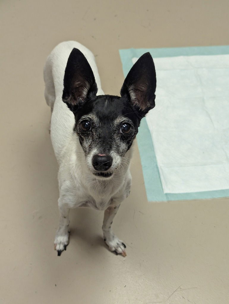 Sweetie, an adoptable Jack Russell Terrier in Saint Cloud, MN, 56303 | Photo Image 3