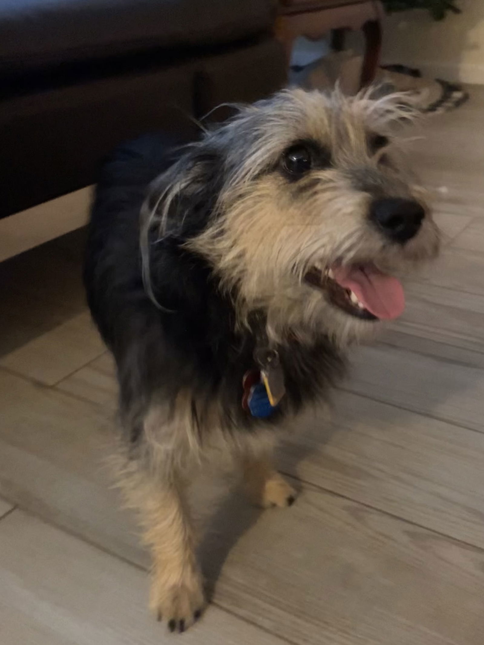 Simon