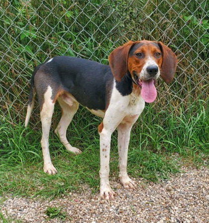 Beau Dacious (6792), an adoptable Treeing Walker Coonhound in Lake City, MI, 49651 | Photo Image 1