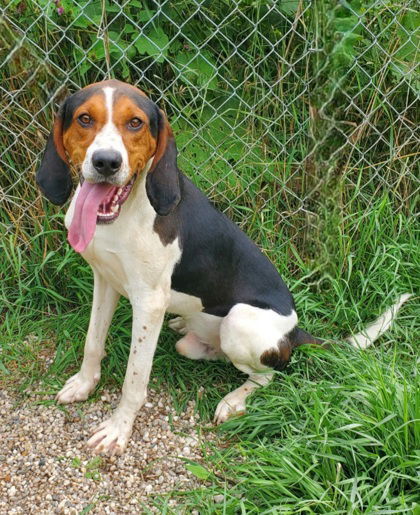Winston Furchill (6793), an adoptable Treeing Walker Coonhound in Lake City, MI, 49651 | Photo Image 1