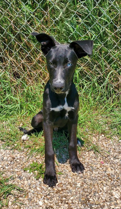 Skunk (6779), an adoptable Shepherd, Labrador Retriever in Lake City, MI, 49651 | Photo Image 1