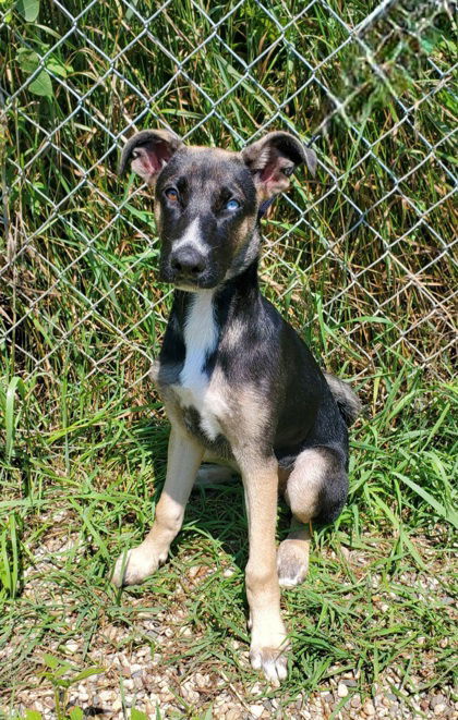 Marble (6780), an adoptable Mixed Breed in Lake City, MI, 49651 | Photo Image 1