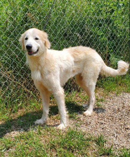 Nora (6777), an adoptable Great Pyrenees in Lake City, MI, 49651 | Photo Image 1