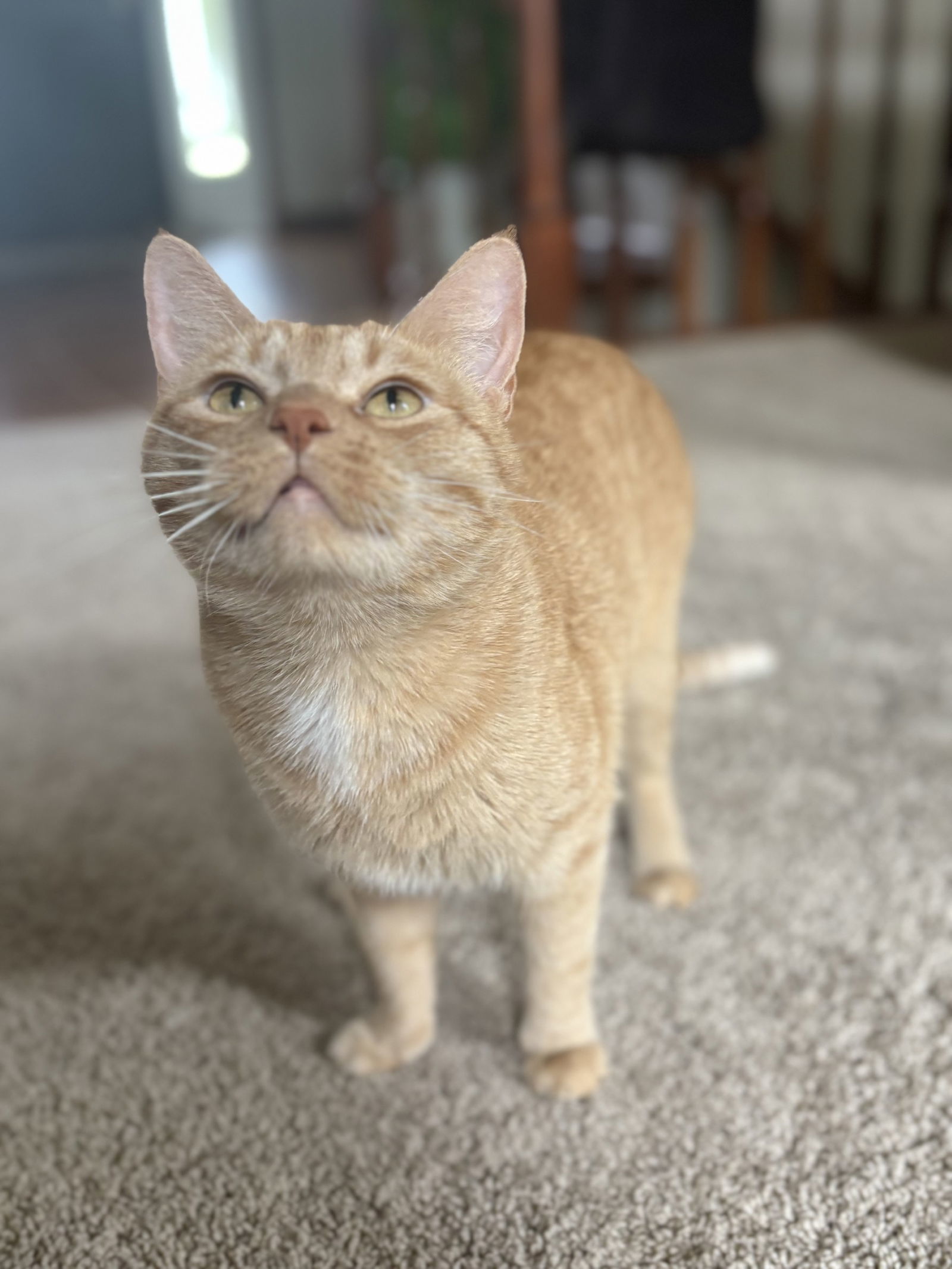 Cayenne