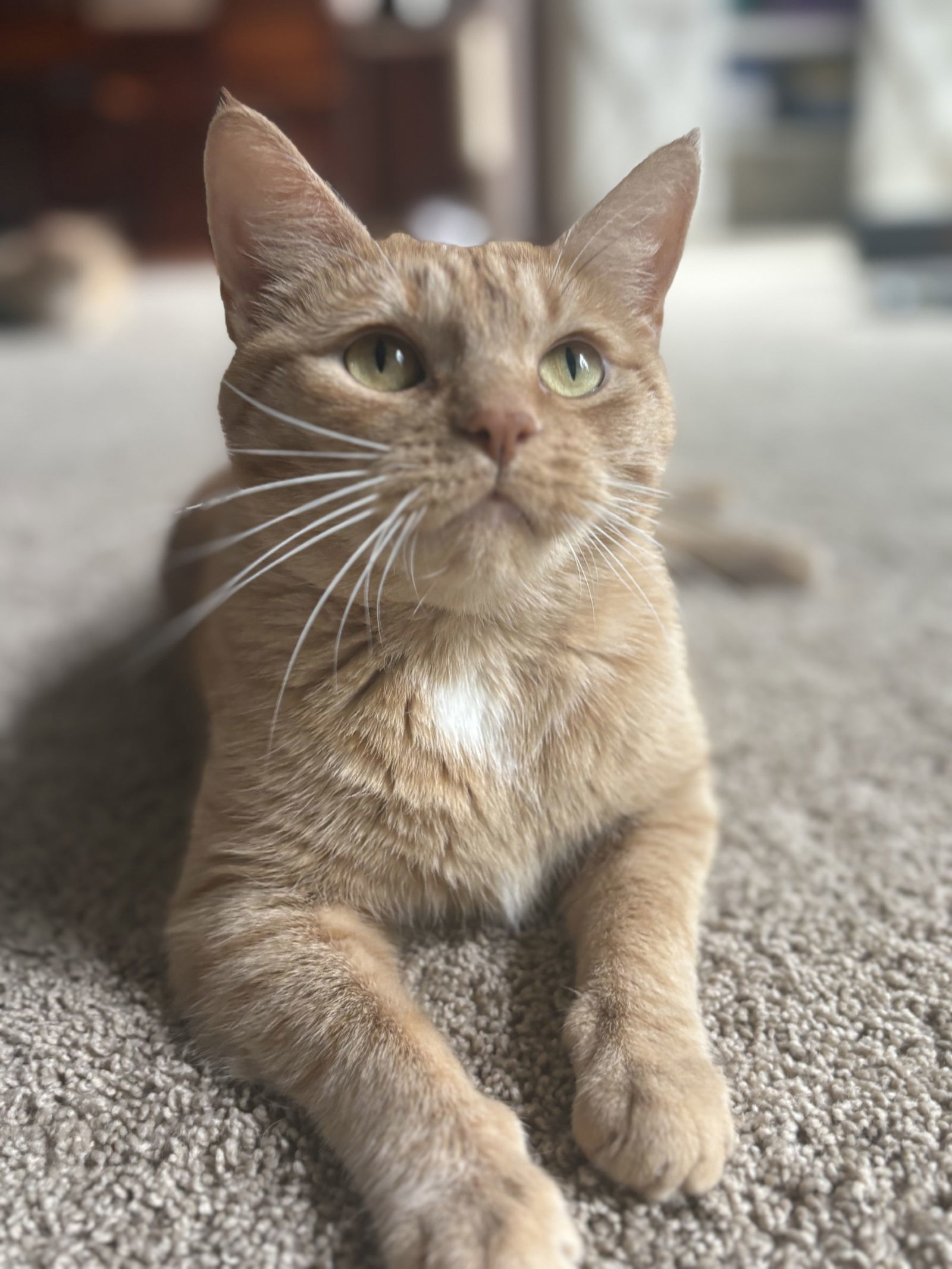 Cayenne