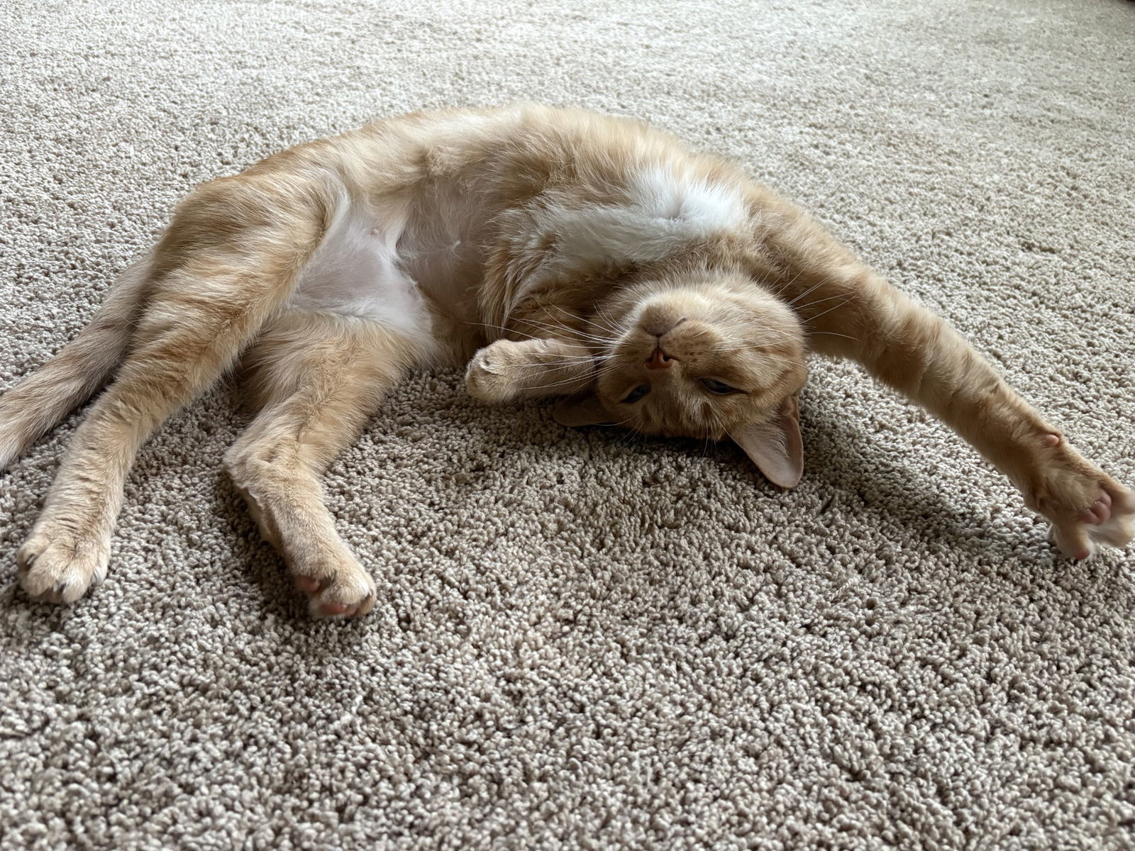 Cayenne