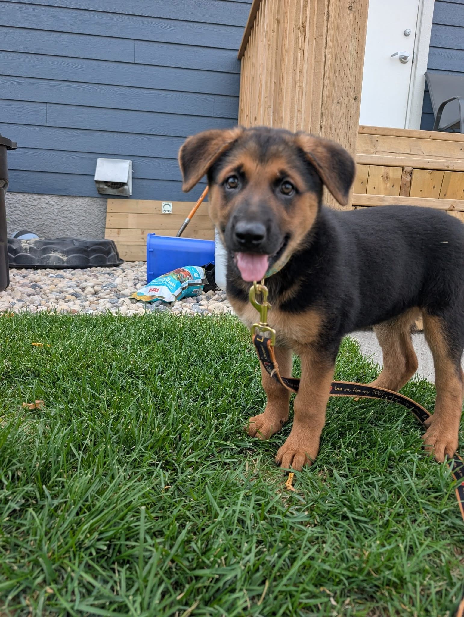 El, an adoptable German Shepherd Dog in Steinbach, MB, R5G 2B2 | Photo Image 2