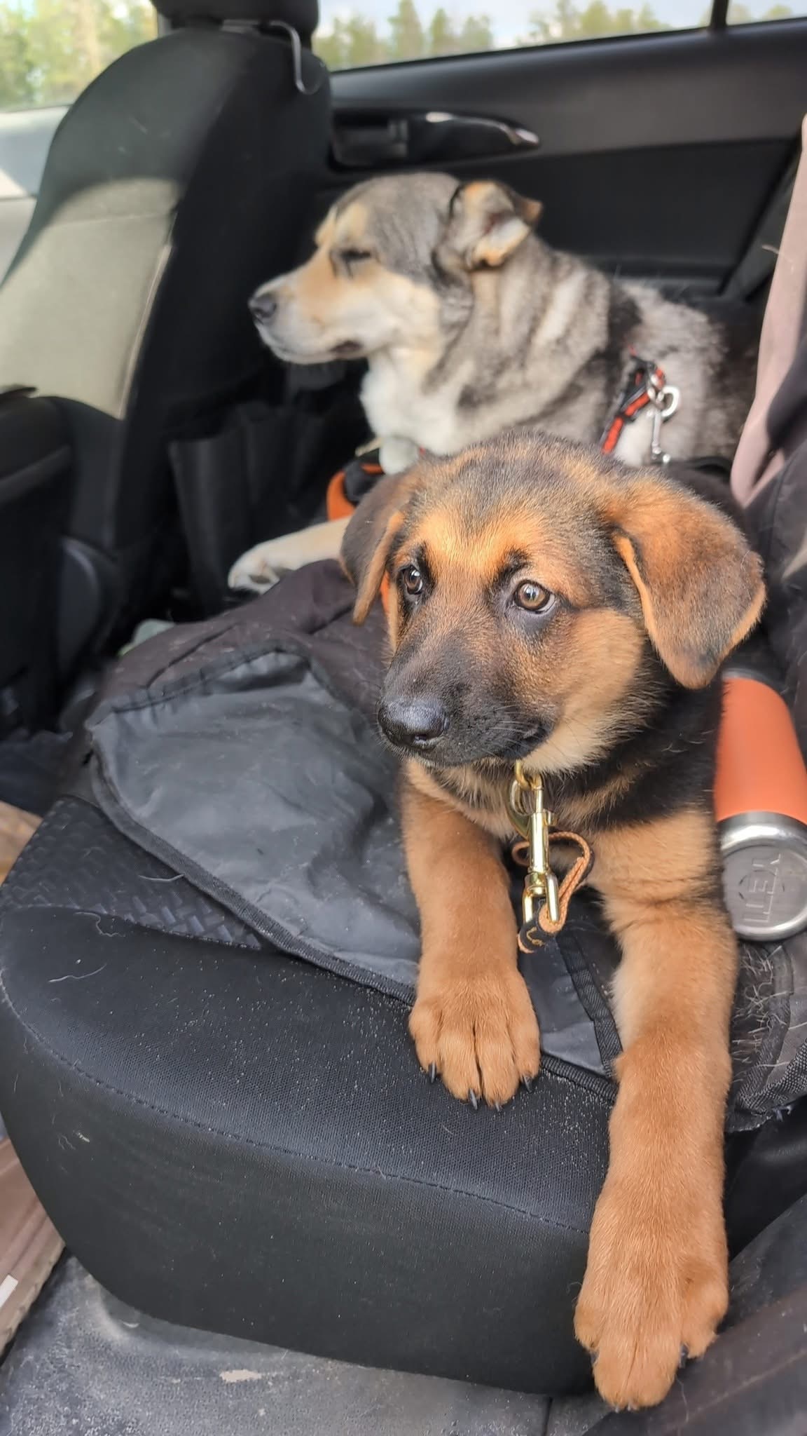 El, an adoptable German Shepherd Dog in Steinbach, MB, R5G 2B2 | Photo Image 3