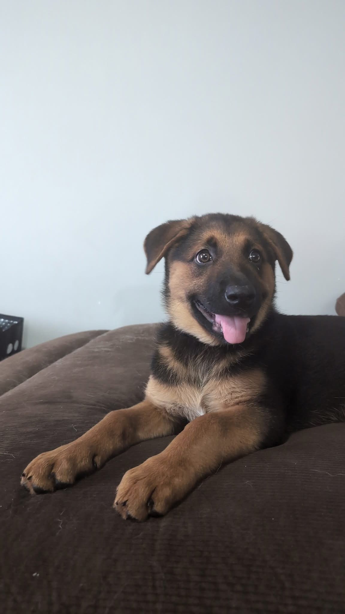 El, an adoptable German Shepherd Dog in Steinbach, MB, R5G 2B2 | Photo Image 4