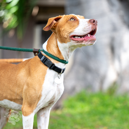 Mei Mei, an adoptable Mixed Breed in Honolulu, HI, 96826 | Photo Image 1