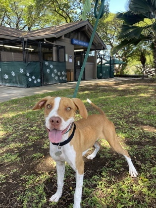 Mei Mei, an adoptable Mixed Breed in Honolulu, HI, 96826 | Photo Image 2