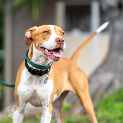 Mei Mei, an adoptable Mixed Breed in Honolulu, HI, 96826 | Photo Image 3