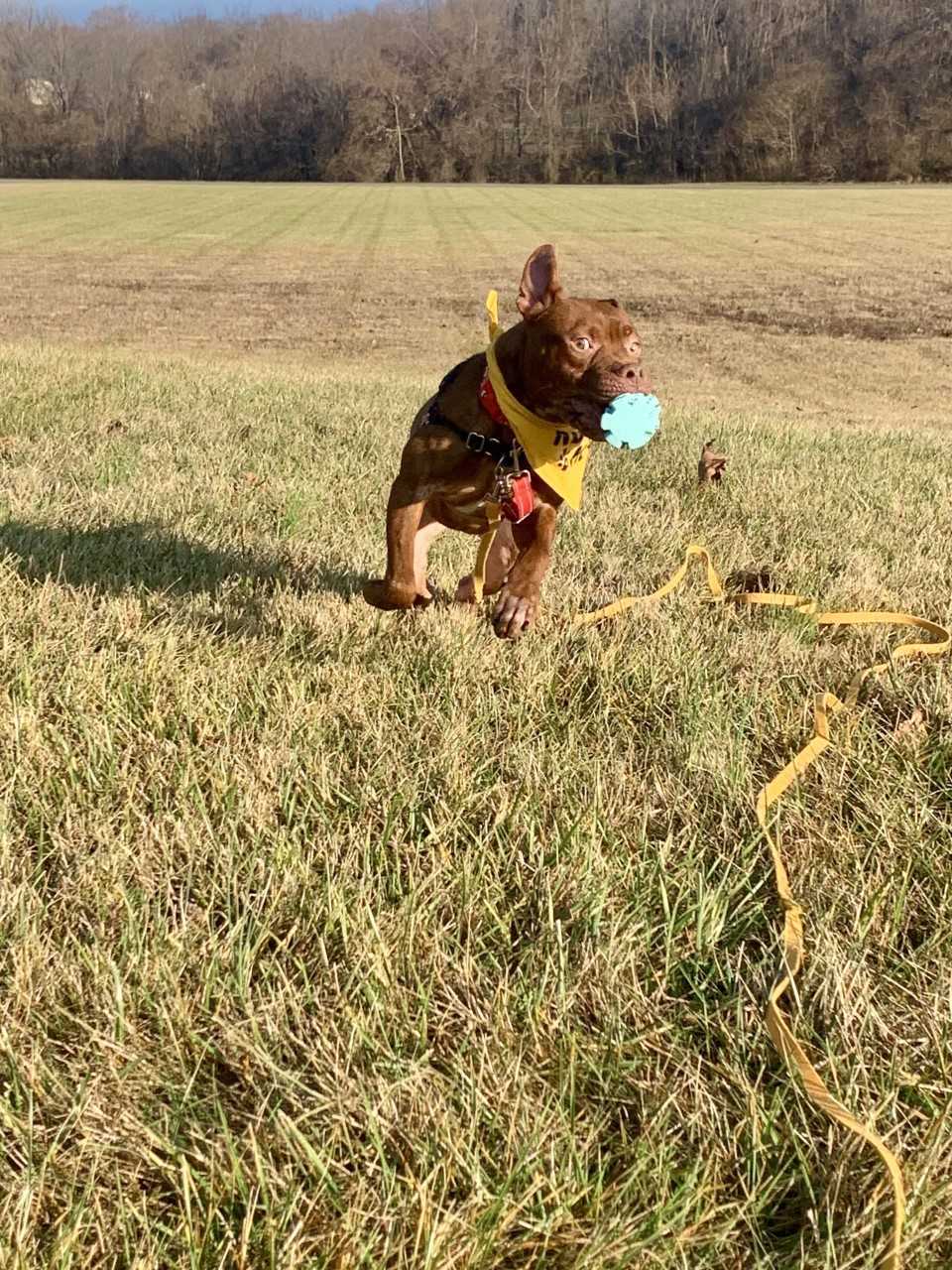 Augustus