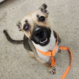 59071544, Adult Female unknown