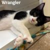Wrangler photo 1